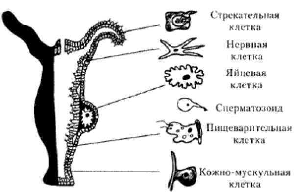 Кракен маркет даркнет только через