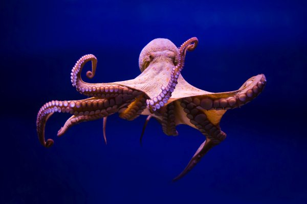 Кракен официальная ссылка kraken torion