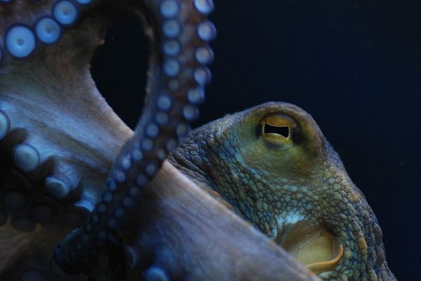 Kraken актуальное