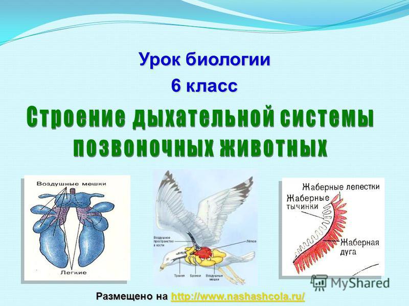 Кракен короткая ссылка